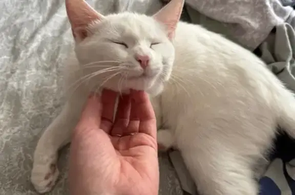 Кошки потеряшки, Йошкар-Ола, фото: Потеряшка котенок, ул. Чернякова, 9, Й-Ола