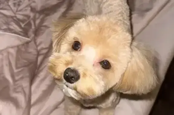 Собаки потеряшки, Ленинградская область, фото: Потеряшка собака, Первомайское, Ленобласть