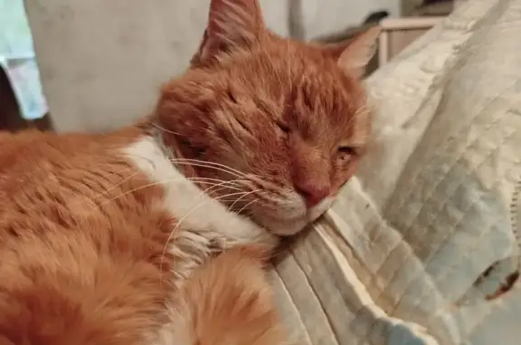 Найдена кошка, Лесколовское сельское поселение, фото: Кошка найдена: 7-я линия, Лесколово