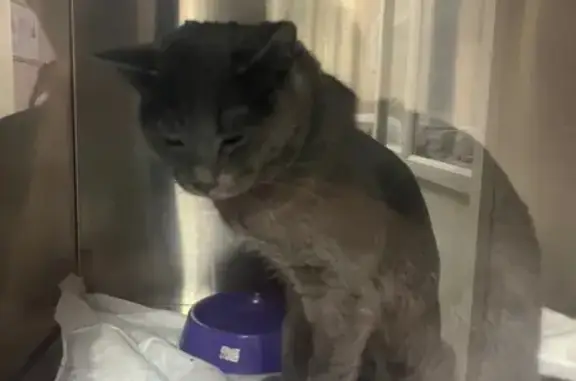 Найдена кошка, Ивантеевка, фото: Найдена кошка, ул. Бережок, Ивантеевка