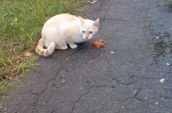 Найдена кошка, Ярославская область, фото: Котик найден у дома в Ярославле