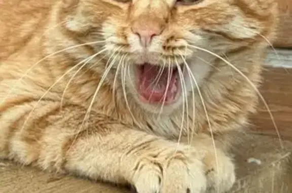 Пропал кот Кексик, Спартак, Быково