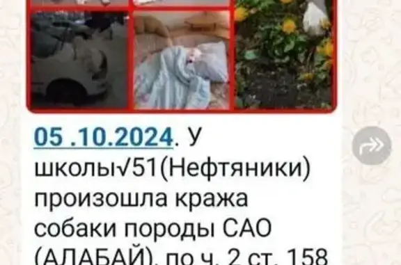 Пропала алабай, Омск, Коммунальная ул.