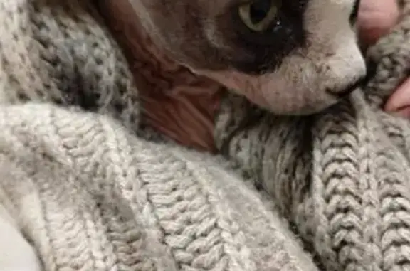 Найдена кошка, Саратовская область, фото: Кошка найдена, Энгельс, Село Пристанное