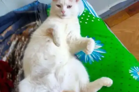 Пропала кошка, Славный, Тульская область