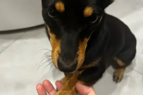 Найдена собака, Усть-Лабинск, фото: Собака найдена: Воронежская 18, Усть-Лабинск