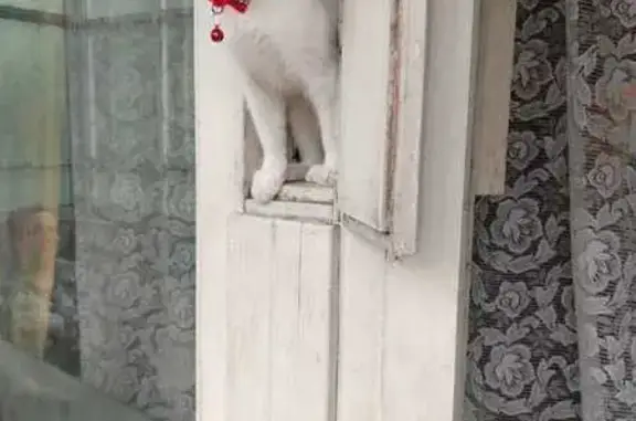 Пропал белый кот, 2-я Полётная, Иваново