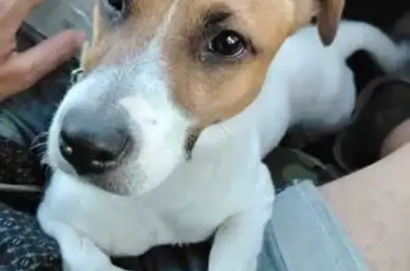 Пропала собака, ул. А. Невского, 11, Стерлитамак