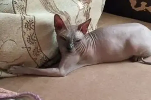 Кошки потеряшки, Йошкар-Ола, фото: Потеряшка кошка, ул. Шевцовой 54В, Й-Ола