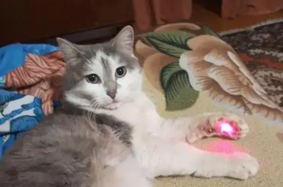 Кошки потеряшки, Кабаково, фото: Потеряшка кот Пушок, Кабаково, Башкортостан