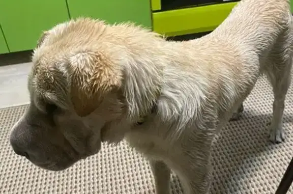 Найдена собака, Михайловск, фото: Найдена собака, Михайловск, ул. Московская 21