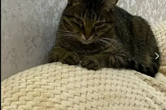 Кошки потеряшки, Выльгорт, фото: Потеряшка кот, Выльгорт, ул. Савина