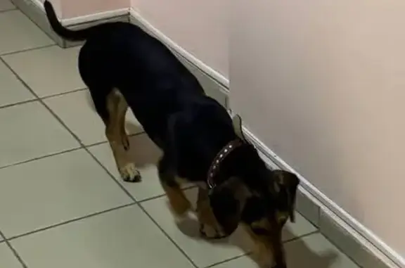 Метис таксы найден: ул. Карякина, Краснодар