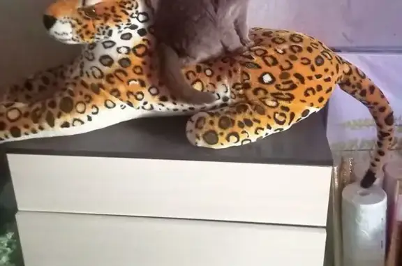 Кошки потеряшки, Набережные Челны, фото: Потеряшка кошка в Набережных Челнах, 14/13