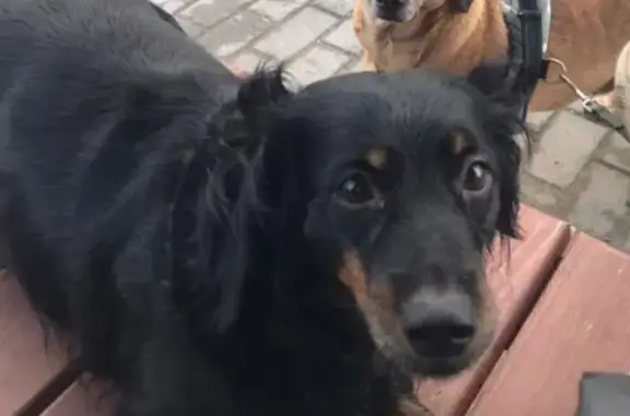 Собаки потеряшки, Псков, фото: Потеряшка такса, Псков, 58К-450