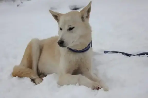 Собаки потеряшки, Владимирская область, фото: Потеряшка собака в Краснопламенском