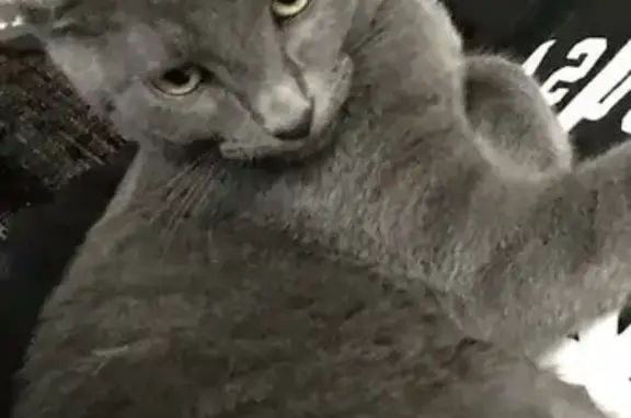 Серая кошка найдена на Луначарского, 26