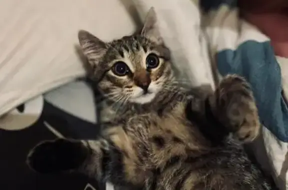 Объявления о пропавших и найденных животных, Боровичи, фото: Кошка найдена: Школьный бульвар, Боровичи