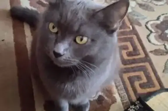 Кошки потеряшки, Минеральные Воды, фото: Потеряшка кошка у перехода, Мин. Воды