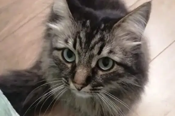Потерянные животные Мытищи, фото: Пропал кот, Первомайская 19А, Мытищи