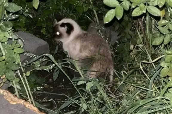 Найдена кошка, Кемеровская область, фото: Сиамская кошка найдена на Обнорского 70