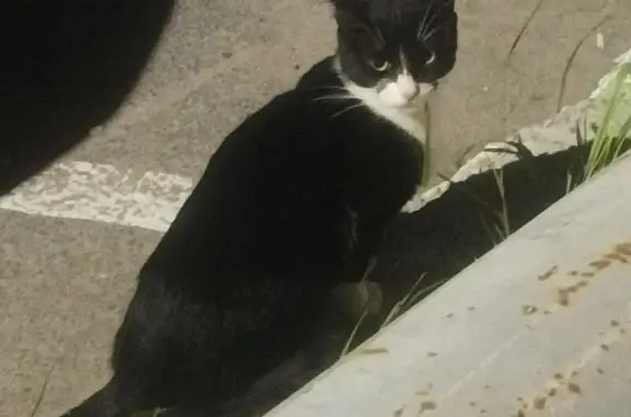 Кошка найдена на ул. Горького, Рязань