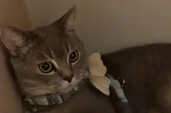 Кошки потеряшки, Немчиновка, фото: Потеряшка кот, проспект Революции, 52