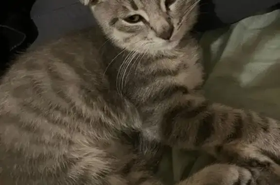 Найден котёнок, б-р Юности 29, Белгород