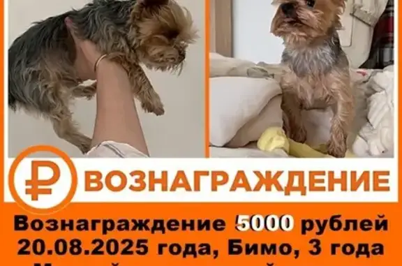 Пропала собака на ул. Чапаева, Воронеж