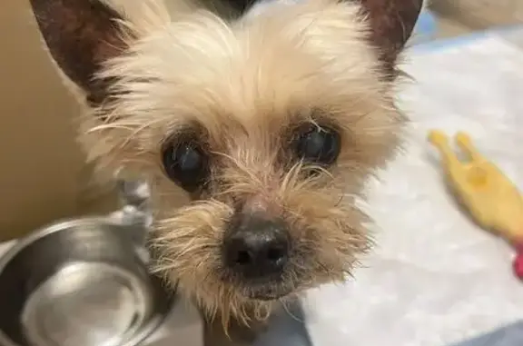 Йорк найден, Радужная ул., Видное