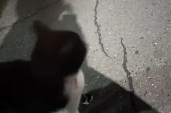 Кошка найдена: Хевешская ул., Чебоксары