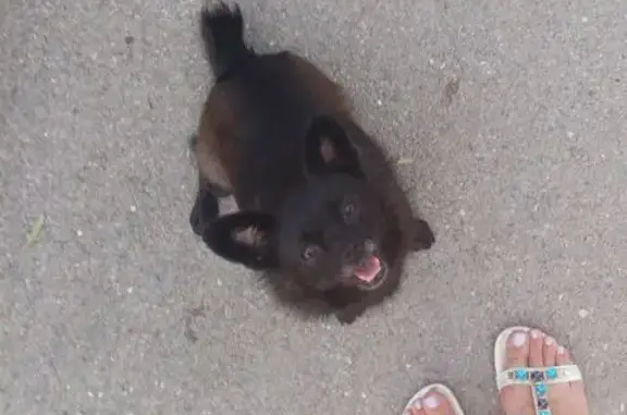 Пропала собака, ул. Матросова, Волгоград