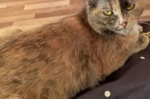 Пропала кошка в Вихоревке, Иркутская обл.