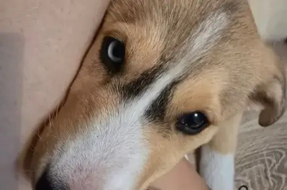 Найдена собака, Электросталь, фото: Найден щенок у дома Второва 4, Электросталь