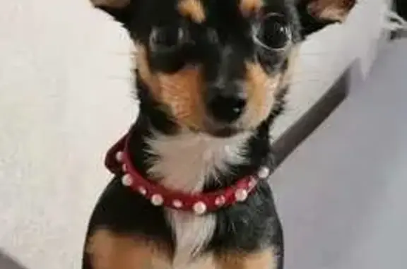 Пропала собака, Краснополянская 46, Волгоград