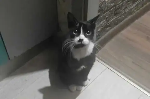 Кошки потеряшки, Норильск, фото: Потеряшка кошка, Комсомольская 11, Норильск