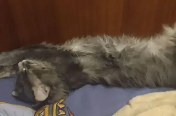 Пропала кошка, ул. Ленина, Железногорск