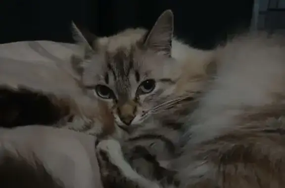 Кошки потеряшки, Михайловск, фото: Потеряшка кошка, ул. Ленина 213/4, Михайловск