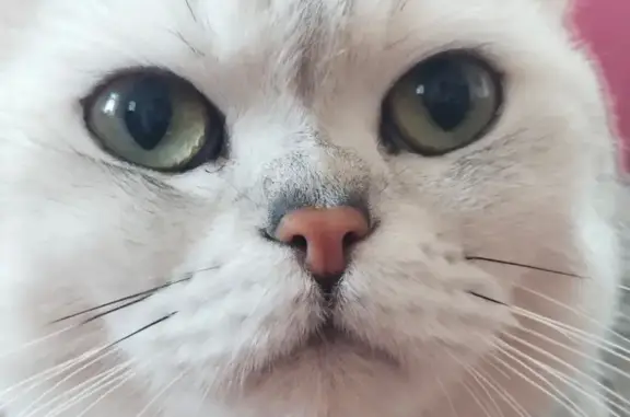 Кошки потеряшки, , фото: Потеряшка кошка, Остров, Н23686