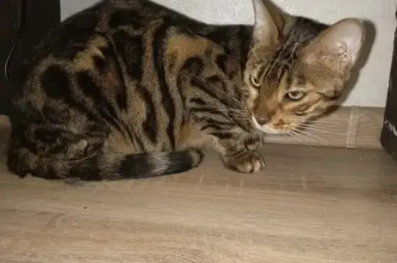 Найдена кошка, Вологда, фото: Найдена бенгальская кошка, Конева 33, Вологда