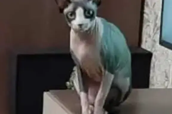 Кошки потеряшки, Новосибирск, фото: Потеряшка кошка, пл. Станиславского, Нск