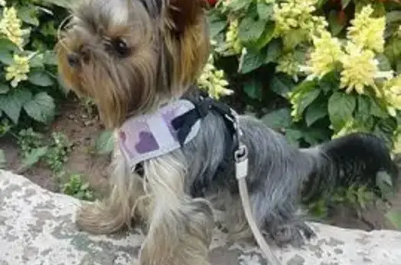 Пропала собака, ул. Крупской, Братск