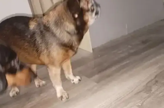 Найдена собака, Санкт-Петербург, фото: Собака найдена на Бестужевской, 39