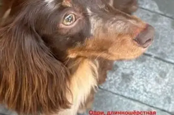 Пропала такса, Курильская 46, Трудовое