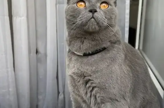 Кошки потеряшки, Тартат, фото: Потеряшка серый кот, Береговая ул., Тартат