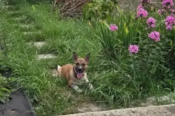 Найдена собака, Самара, фото: Собака найдена: Вишнёвая ул., 31, Самара