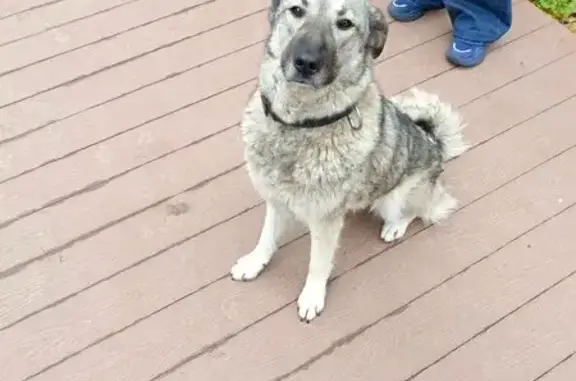 Найдена собака, Красноярск, фото: Собака найдена, Тропа ГТО 100Г, Красноярск