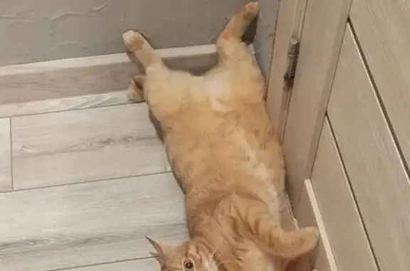 Объявления о пропавших и найденных животных, Серов, фото: Пропала кошка, Ключевая ул. 36, Серов