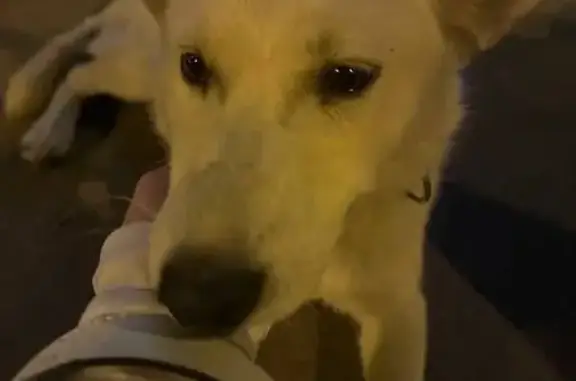 Найдена собака, Иркутск, фото: Щенок найден на ул. Карла Маркса, Иркутск