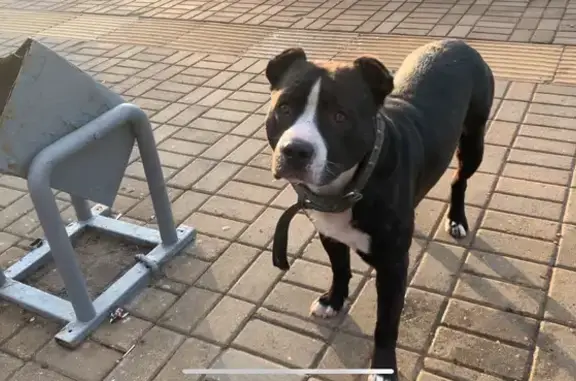 Найдена собака, Домодедово, Авиационная 5